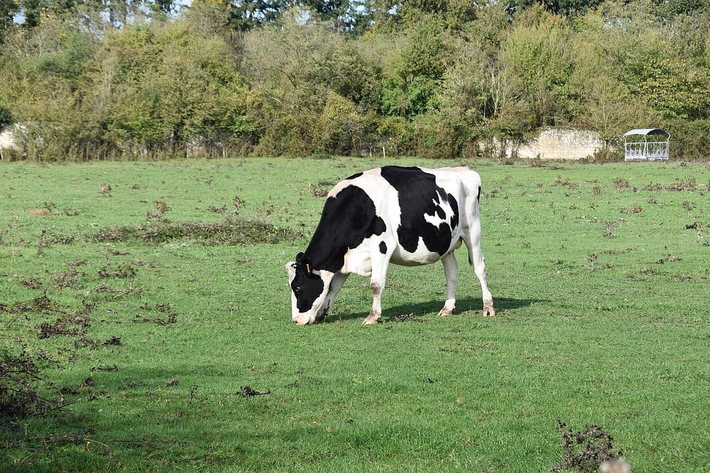 cow, cow grazing grass, cow breton, cow pie black, dairy cow, ruminant, prairie, agriculture, cattle, field, animal, mammal, nature, pre, cow, dairy cow, dairy cow, dairy cow, dairy cow, dairy cow